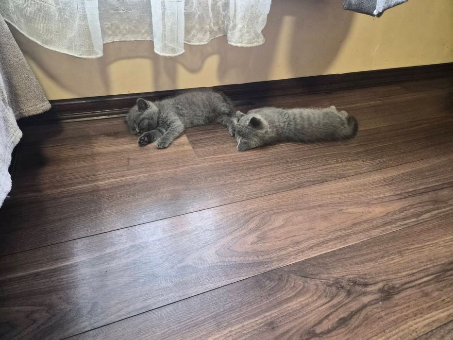 Британска късокосместа