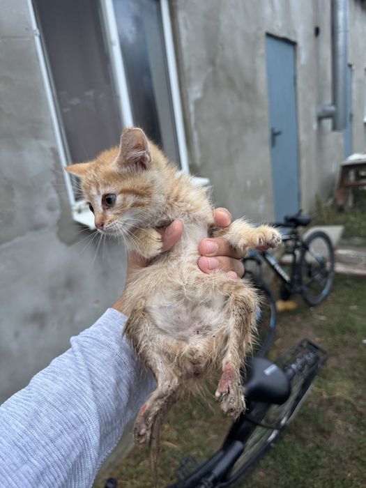 отдаю котенка в добрые руки