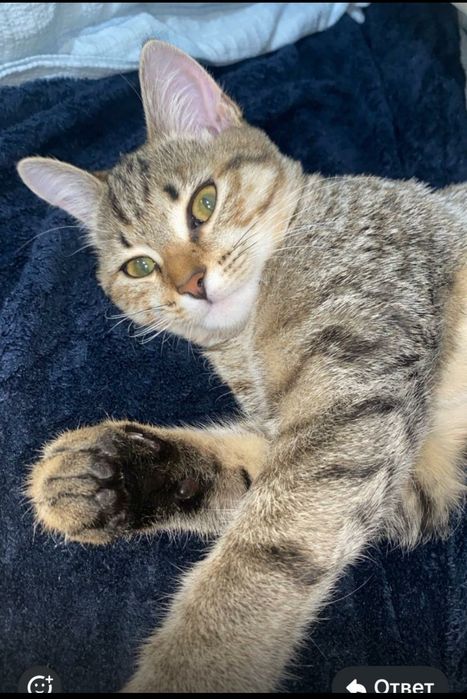 Пропала кошка, Юго-восток