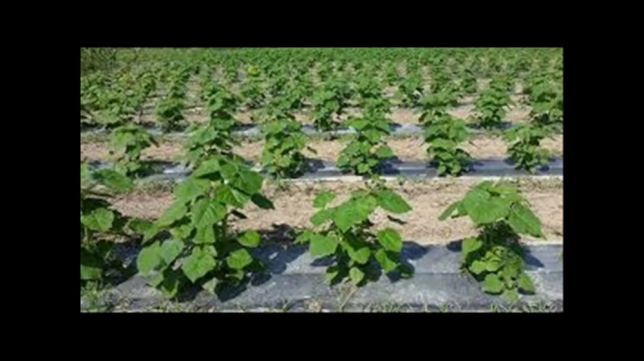 Павловния Оригинал