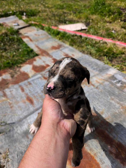 Питбулчета.