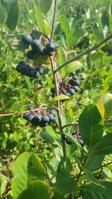 Fructe Aronia Meloncarpa