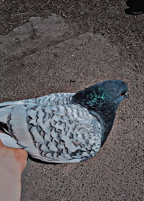 Vând porumbei Lux Polonez