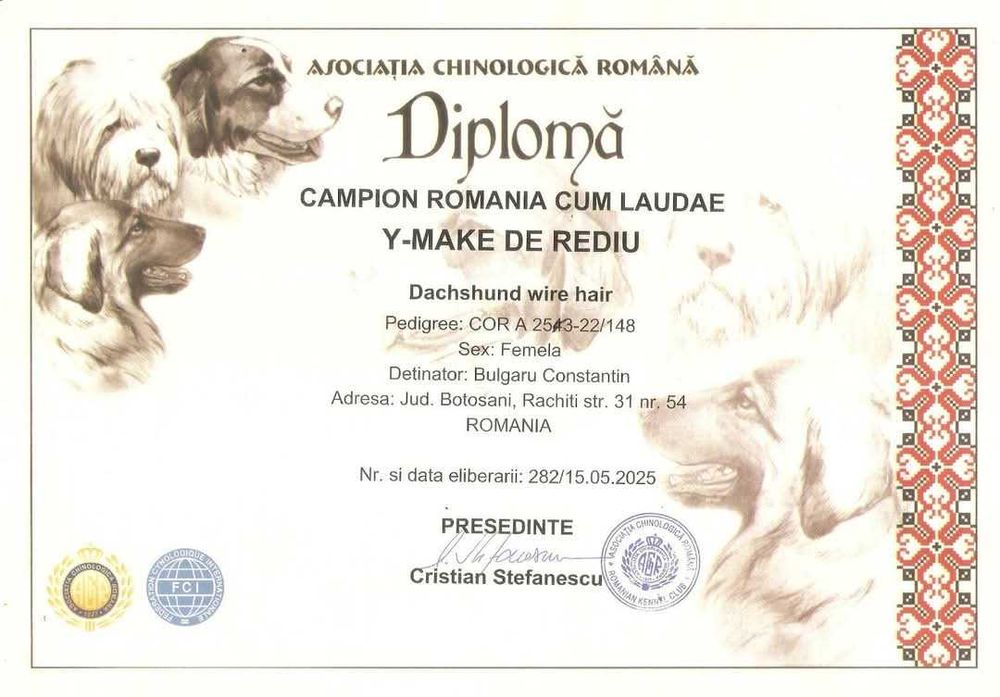 Pui Teckel Standard par Sarmos ( Dachshund Standard Rauhhaar )