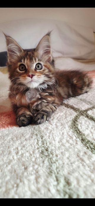 Fetița Maine Coon
