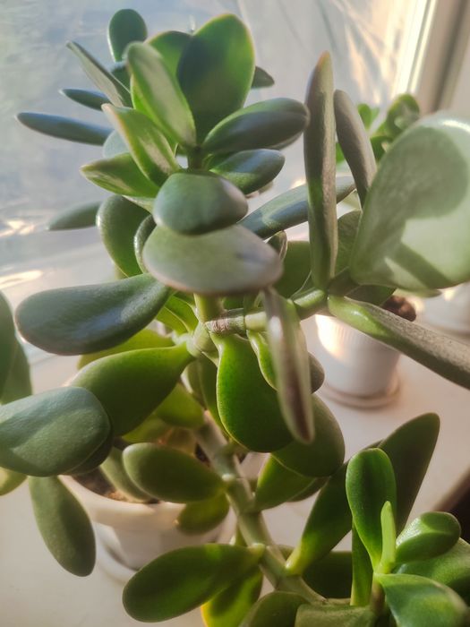 Продам комнатные цветы.