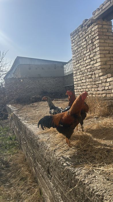 4 та куланги/брама 4ta kulangi/brama