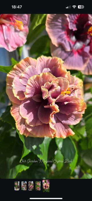 Сортовые гибискусы излишки