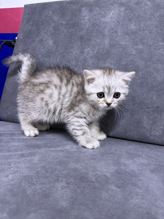 Скотч спрайт мальчик 2 месяц