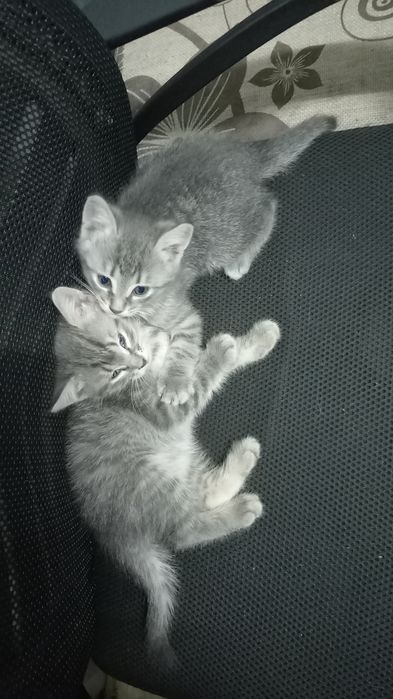 Отдам котят в добрые руки