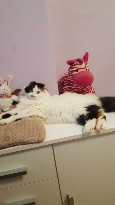 Подарявам котка за гр.Варна