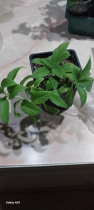 Продам гелеотроп