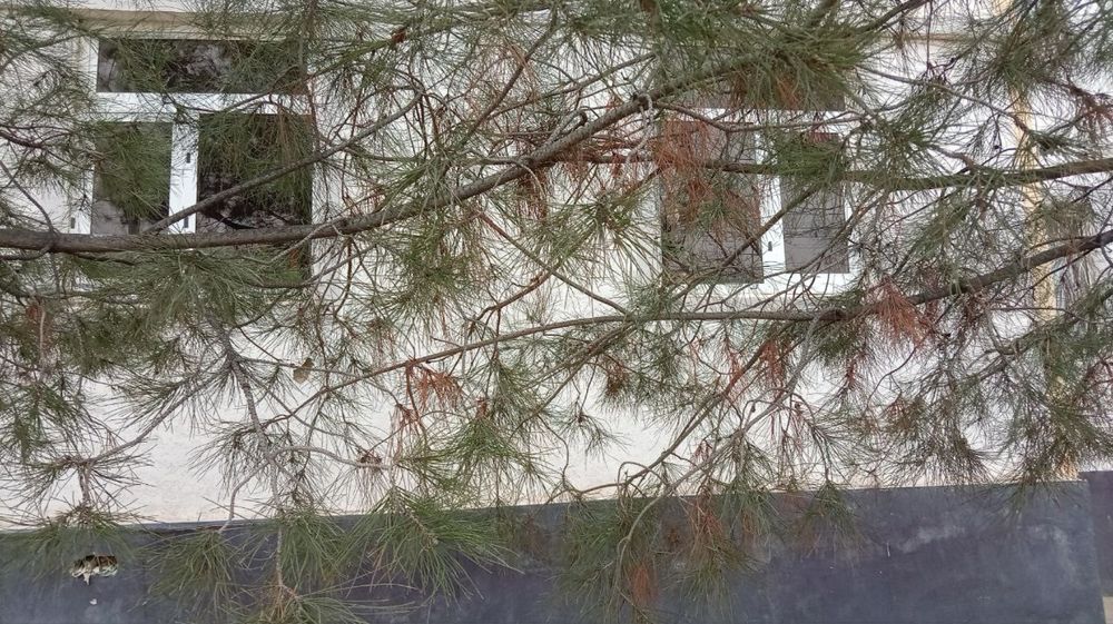 Navoiy Aeroportdan 1xonali dom sotiladi