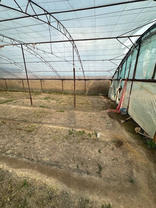 Tiplisa sotiladi 3ta