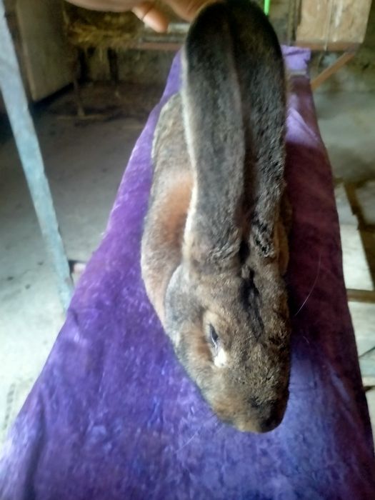 Продам Фландор кролик