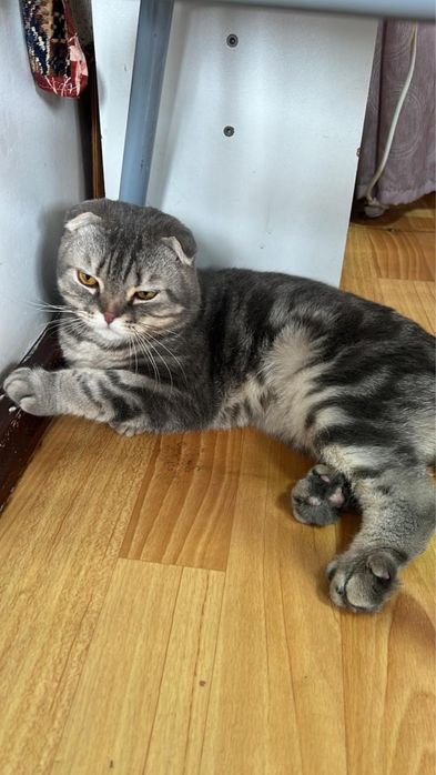 Продам вислоухого шотландца, пацан