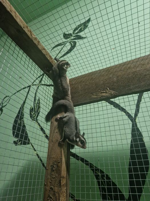 Sugar glider (veverița zburătoare, planor de zahar)