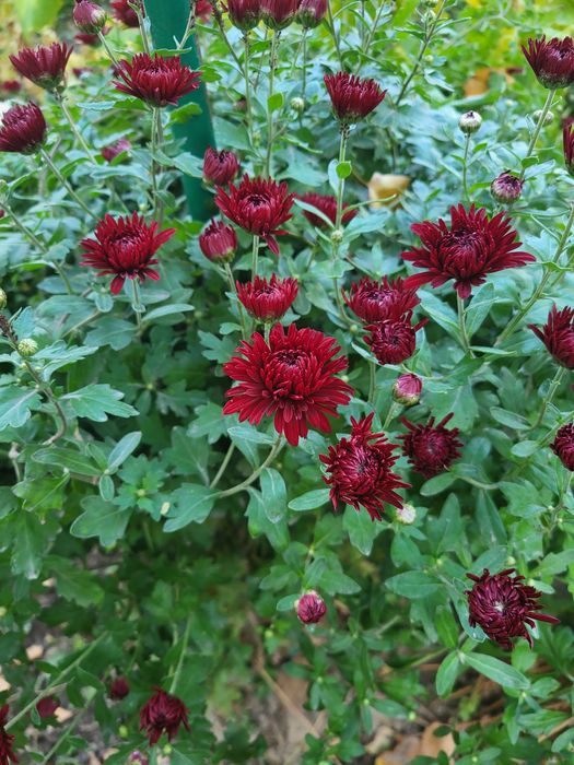 Х р и з а н т е м а