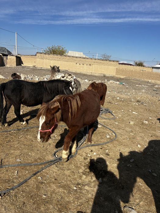Пони сатылады төрт бас