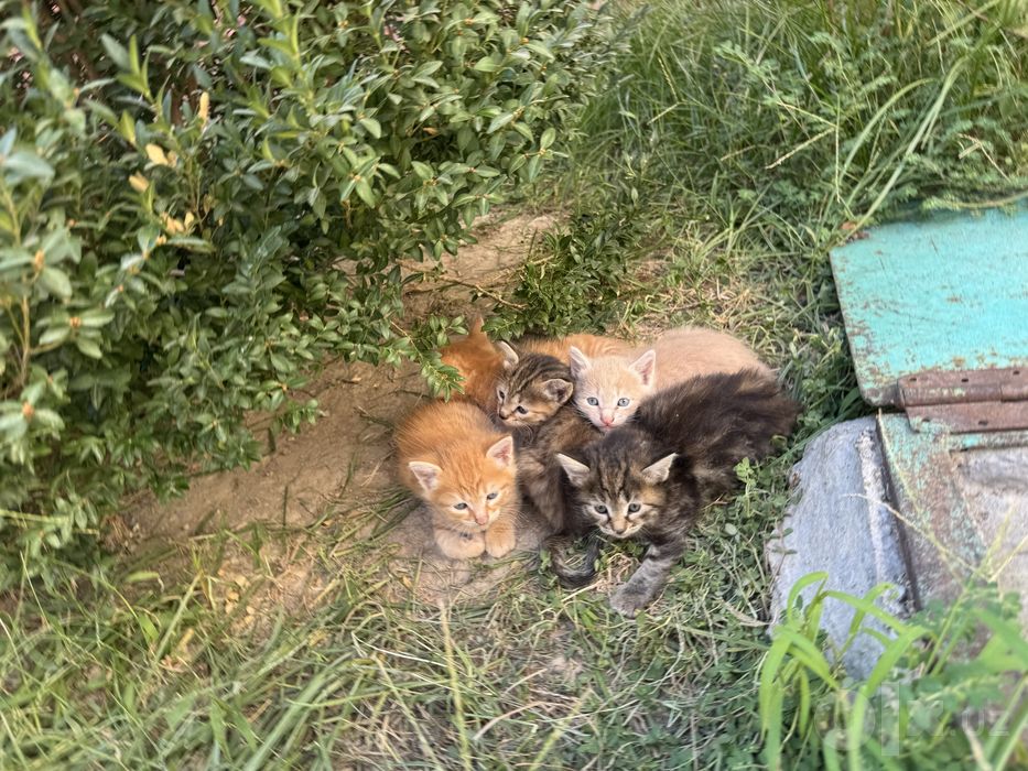 Отдам котят даром ,в хороип руки