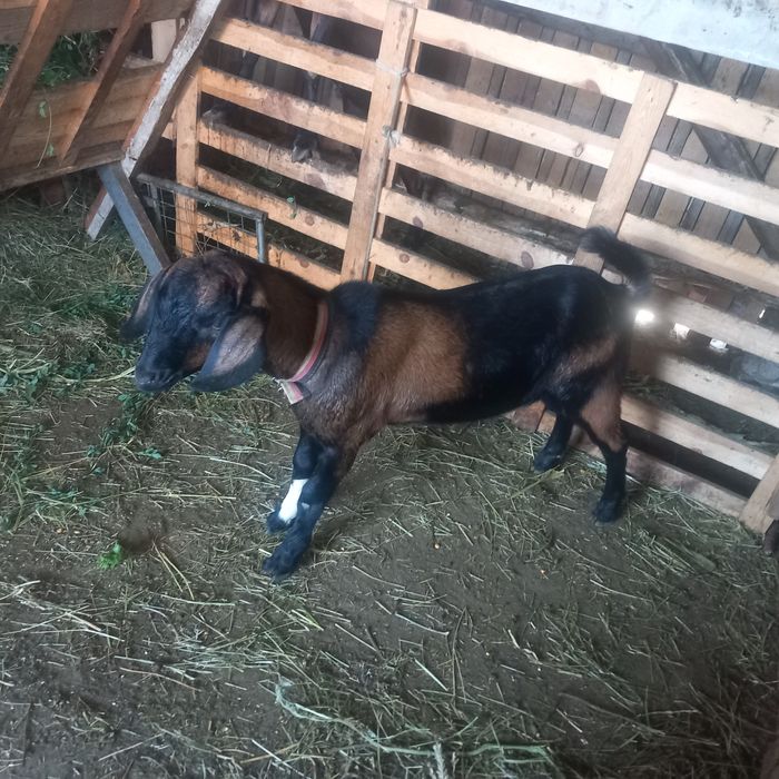 Vând un țapișor metis anglo-nubian !!!