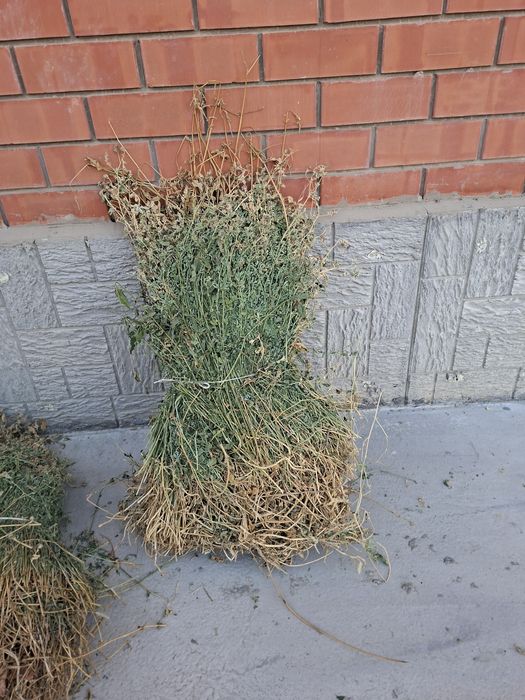 Жоңышқа бау сатылады