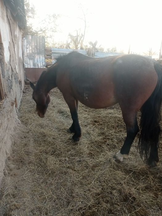 Продается кобыла крупная