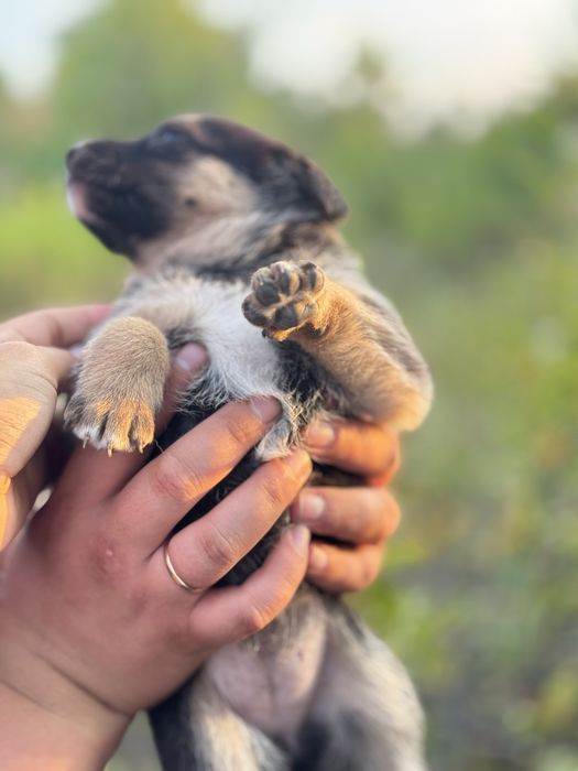 Щенки бесплатно в добрые руки