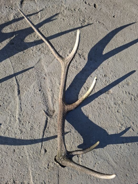 Coarne de cerb naturale – 3 bucăți – mari, pentru decor/trofeu