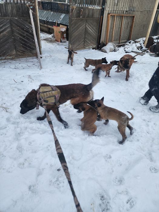 Белгиская окарачка