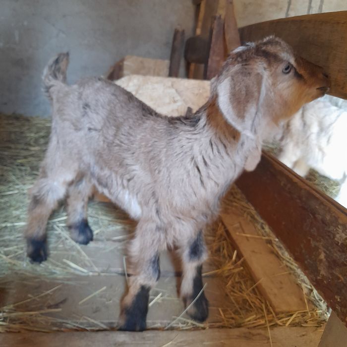 Альпийский Казёл и козы