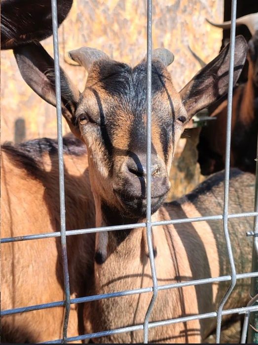 Vând ied din  rasa Alpină franceză