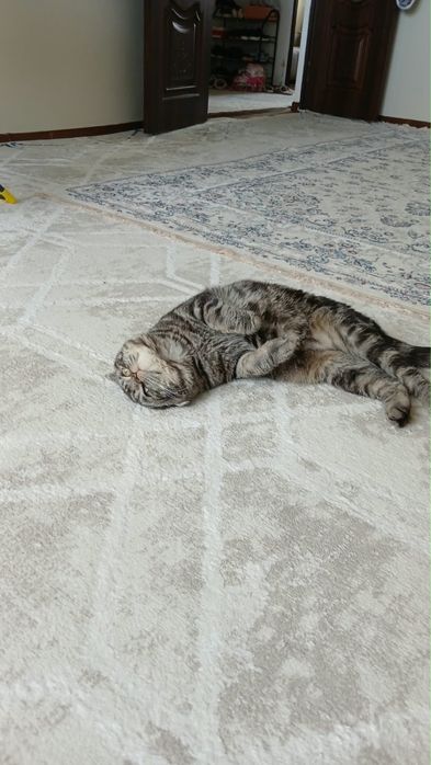 Кот шотландская порода