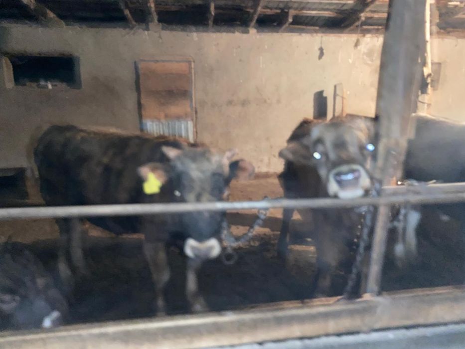 Бычок продажа откорма