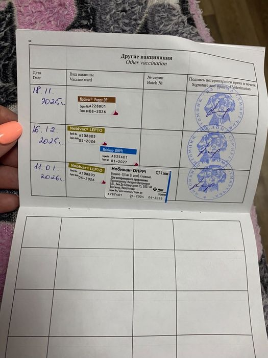 Продам Немецкий шпиц