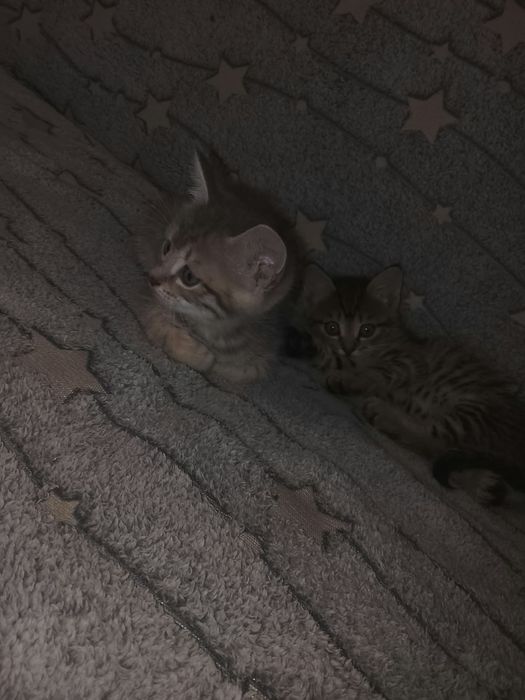 Отдам котят степной породы