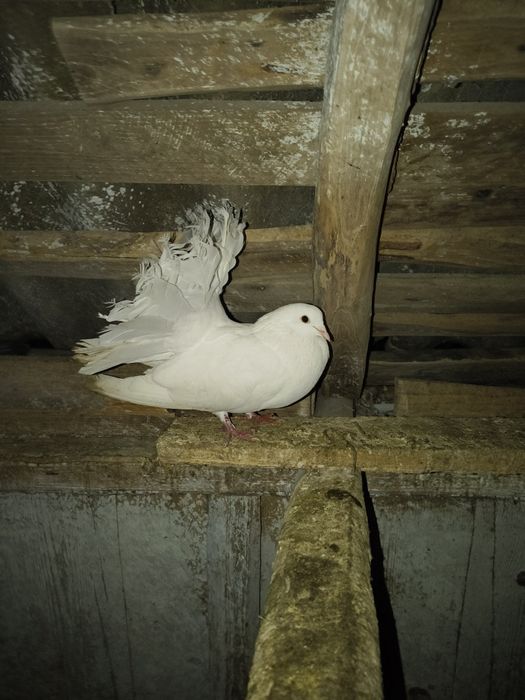 Porumbei de vânzare ornament , curte și voiajori