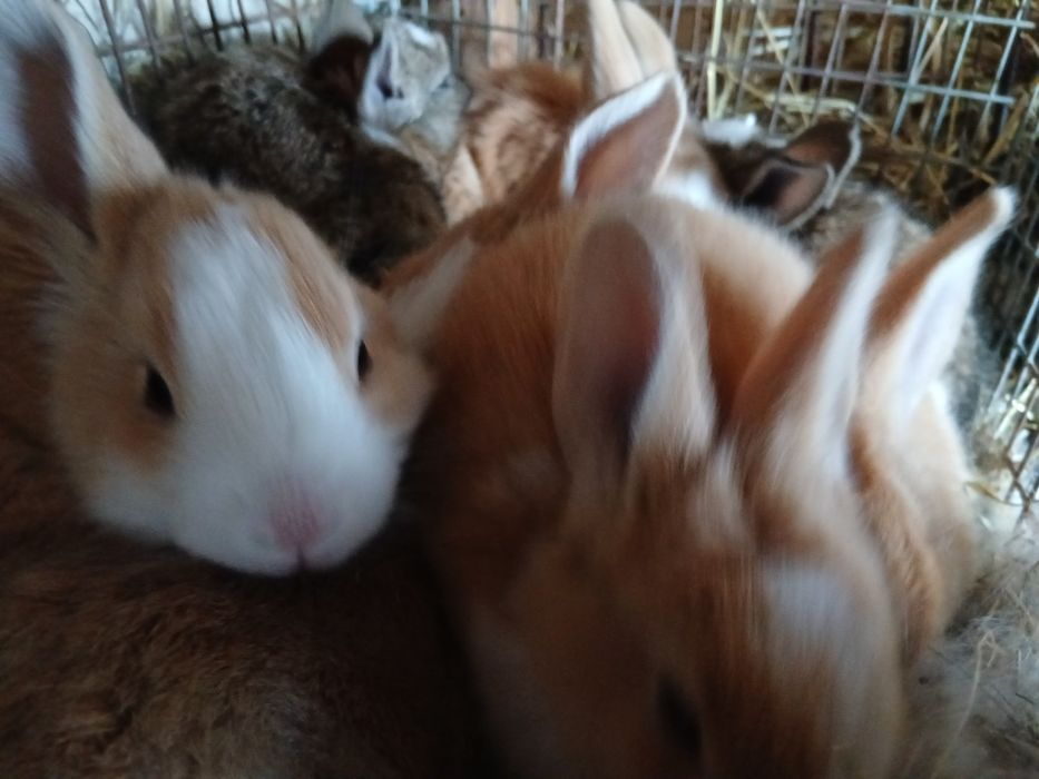 Masculi hycole francezi de vânzare.