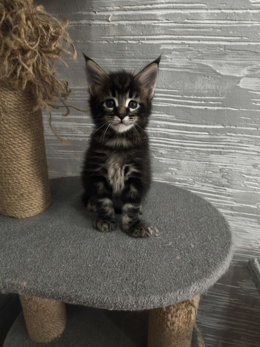 Продам котят Мейкун