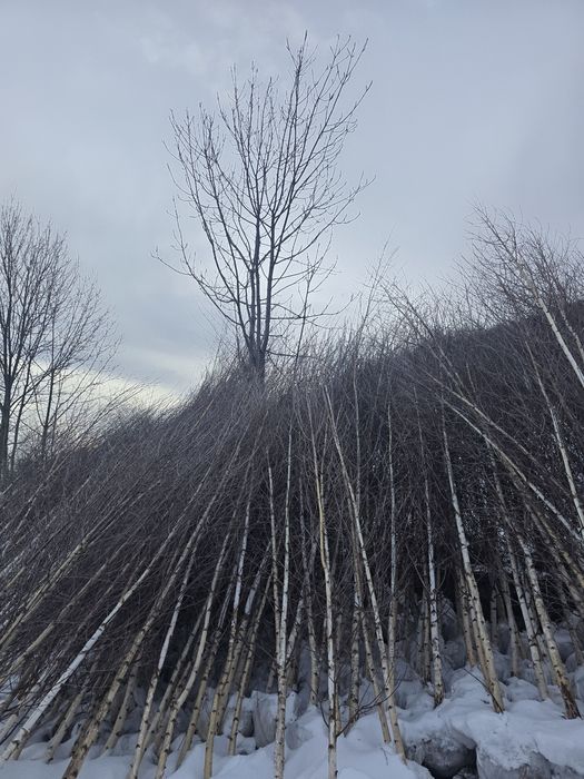 Mesteacăn alb 3m 6m