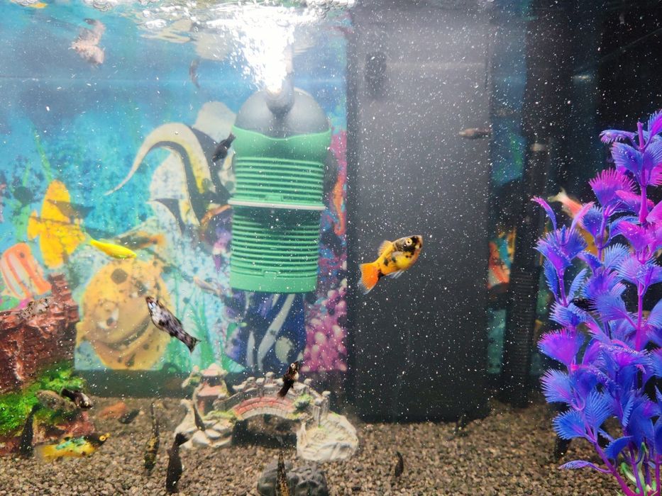 Acvariu 54 L complet cu echipament + pești (Betta, Guppy, Moly, Tetra)