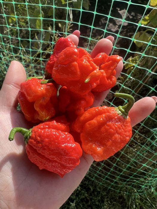 Продам перец Carolina Reaper Red