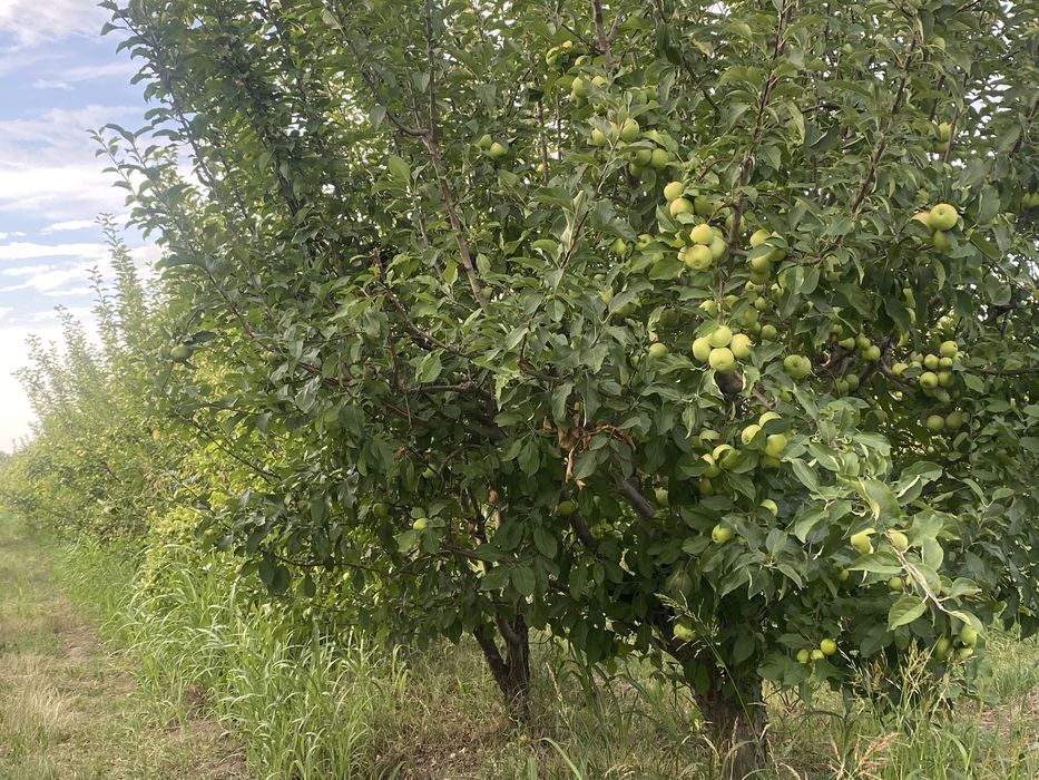 Продам яблоки с корня или через веса
