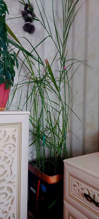 Финиковая пальма.