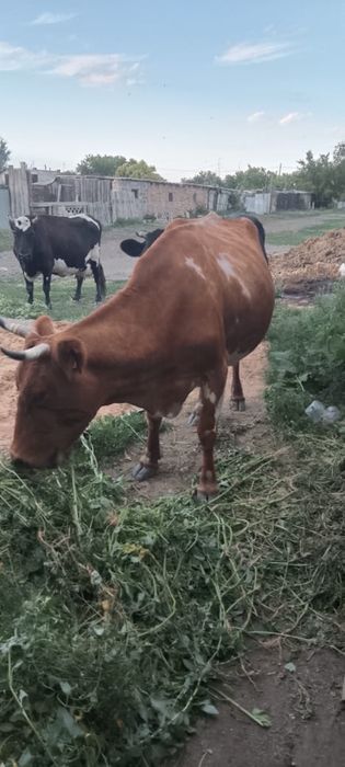 Продам    Коров