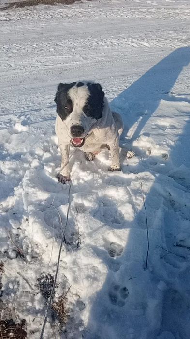 Продам алабая боец