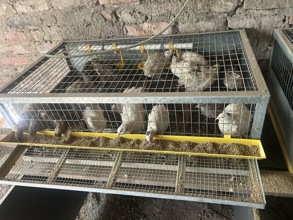 Продам перепелов возраст 4 месяца