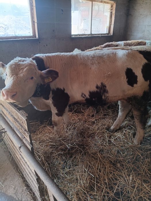 Vând taurasi de la 300 de kg până la 500 de kg. Preț 25 de lei  pe kg