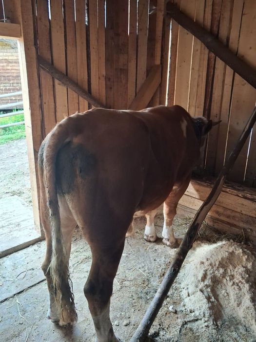 Vând taur/bălțat românesc