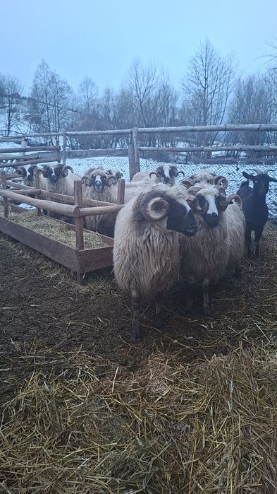 Vândut berbeci breji de Petroșani cu origine